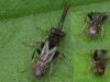 Nomada sp.